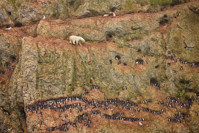 1st prize Nature Singles. Jenny E. Ross, USA. Cliff-climbing polar bear attempting to eat seabird eggs, Ostrova Oranskie, Novaya Zemlya, Russia, 30 June 2011