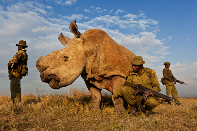 1st prize Nature Stories. Brent Stirton, South Africa, Reportage by Getty Images for National Geographic magazine. Rhino Wars, Mount Kenya, Kenya, 13 July 2011